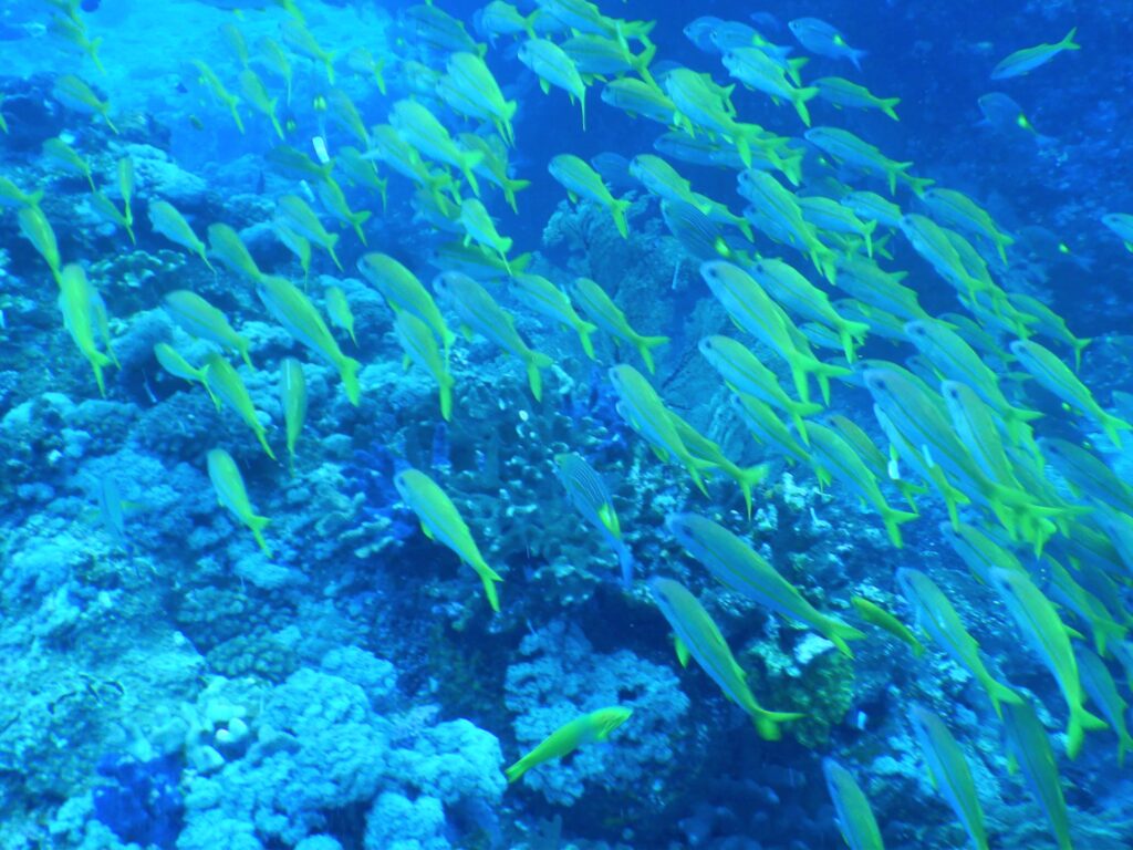 慶良間諸島ウチザン礁での魚群