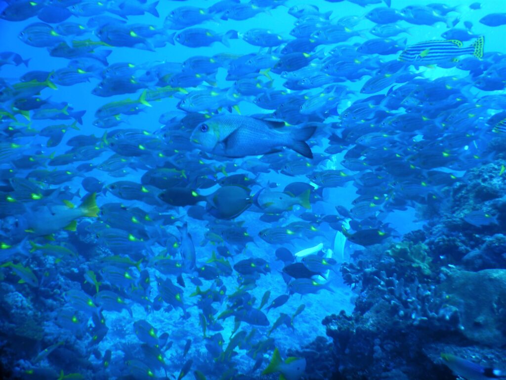 慶良間諸島ウチザン礁、エントリー直後の魚群